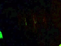 Ever tried a daring bitch blowjob tease?