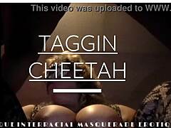 Taggin cheetah's thique interracial blowjob safari