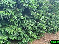 ever tried banging a young latina at a coffee farm?