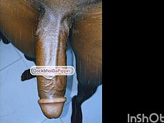 Hey, check out Qockbhoidapipper tribute for bombshellmilf1 e54, join my membership now!