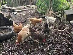 chicken feeding station with cool tattoo designs