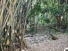 fascinating encounter behind trees in a public park.
