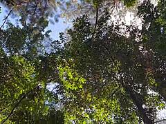 Brazilian Amateur Strips Naked in Woods with Big Booty