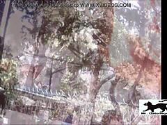 Gato Callejero 1