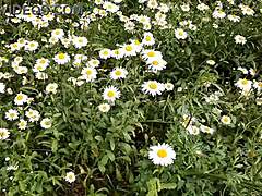 Spying On Neighbor Masturbating In The Daisies For Orgasm