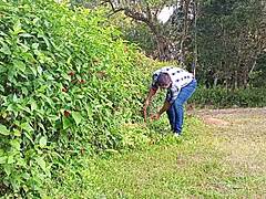 jardineiro mega-dotado maceta pica grossa até gozar na fazenda