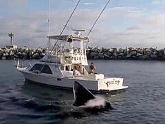 Super Shark Features a Brunette in a Sexy Bikini on a Boat Adventure.