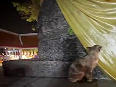 nothing to see here - not a crazy cat lady feeding stray cats in thailand d