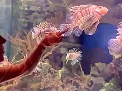 I turned our aquarium trip with aliya brynn into aggressive ass eating and milking her