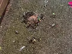 Cracky Signs Her Autograph Using Her Bare Ass Outdoors