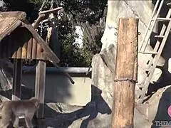 she sucks cock deep on all fours, giving a vacuum blowjob with deep-throat and tit-job