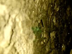 xtube pepino 2 shemale adventure gone wrong