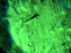 Bold Release of More Cum to Reach and Impregnate You