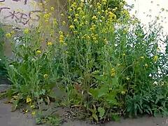 why don't you watch this spunky teen model strip naked outdoors, showing off her cute tits?