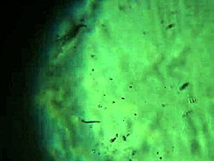 Bold Release of More Cum to Reach and Impregnate You