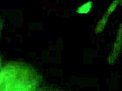 ebony amateur homemade oral has her black lips wrapped around cock loving every inch