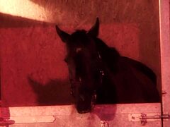 Jodie James dławi się sztywnym kutasem potem ujeżdża na pieska w stodołe!