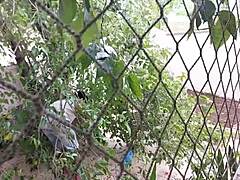 she discovers neighbor's bbc rips clothes for anal creampie squirting