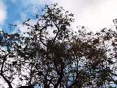 hey the forester girl and me fucked hard in the hut her hairy pussy licked to orgasm girlfriend style