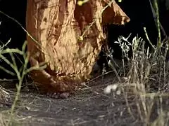 King fucks teen 18+ woman's pussy hard in cosplay fantasy. She moans as he cums on her natural tits.