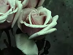 Mcr - I Dont Love You Sub Español