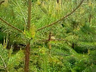 Naboen kom tilbake for revet strømpe og creampie i fitta!