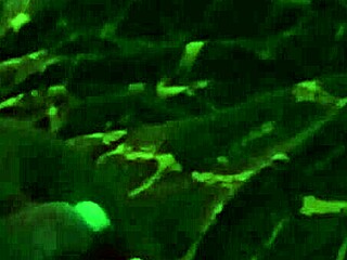 Amateur ebony woman gives handjob and attempts to swallow long black cock in homemade video