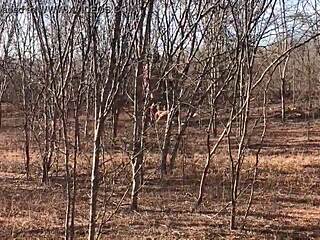 full video on red or paid platforms