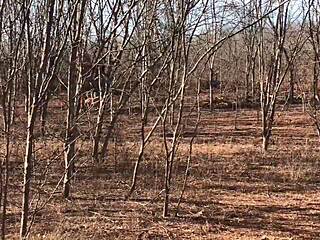 full video on red or paid platforms