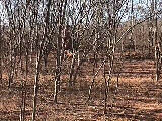 full video on red or paid platforms