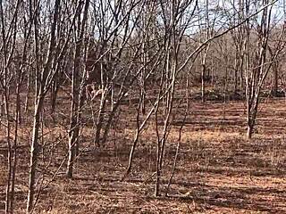 full video on red or paid platforms