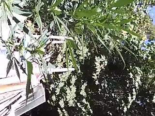 Hot Suck & Fuck In 420 Patch