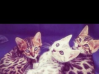 happy holidays cum on big tits