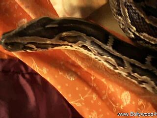 Brunette girl from exotic Bollywood dances with sensual music in erotic striptease scene.