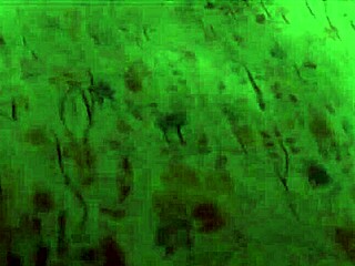 Maria Ivanova chiede, Pronto per la quest anale?