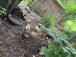 Chicken Feeding Station with Cool Tattoos and Inked Girls