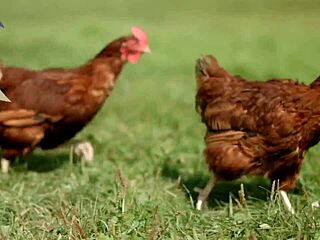 Δες πώς η Roxy Fox κάνει femdom χεράκι βήμα βήμα