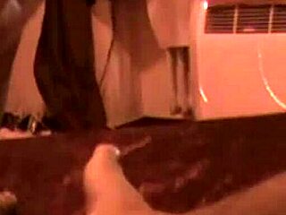 Geile Nutte Im Hamburger Puff Fickt Einfach Ohne Gummi Rum In Wild Stockings Ride