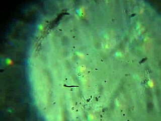 Bold Release of More Cum to Reach and Impregnate You