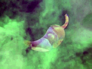 brunette latina brazilian pornstar anal assfucking big ass tits cum natural homemade sensual