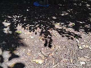 brazilian babes flash fat asses in public park 🍑🌳