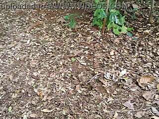 brazilian babes flash fat asses in public park 🍑🌳