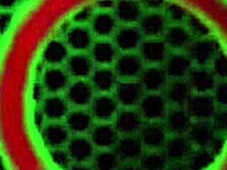 Kimber Lee's Tight Shorts Slip Off Revealing Her Juicy Milf Pussy Lips