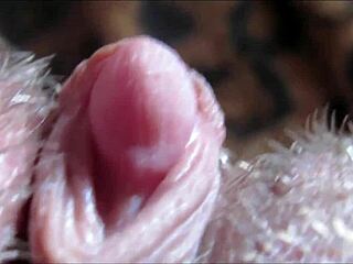 extreme closeup throbs on my massive pulsating clit head!