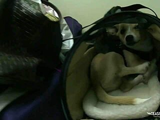 High-heeled ebony milf with massive tits takes huge interracial cock doggystyle to facial bliss