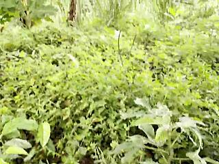 stepsister craves mango ends up swallowing cum after public outdoor massage big ass flashing