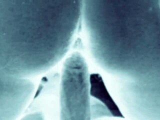 Vintage hairy beavers spread wide in antique erotic beaver feast