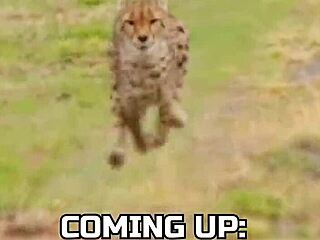 worlds fastest car races against cheetah in ultimate speed showdown