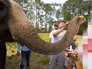 worlds fastest car races against cheetah in ultimate speed showdown