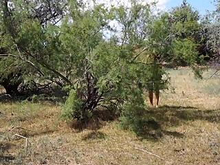 hey shy aboriginal milf, why hide that mature body during your outdoor cosplay dance?